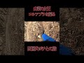 四国犬ポチと、山菜の女王コシアブラを狙う旅 #山菜 #犬のいる暮らし #田舎暮らし