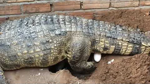 Como é um ovo de crocodilo?
