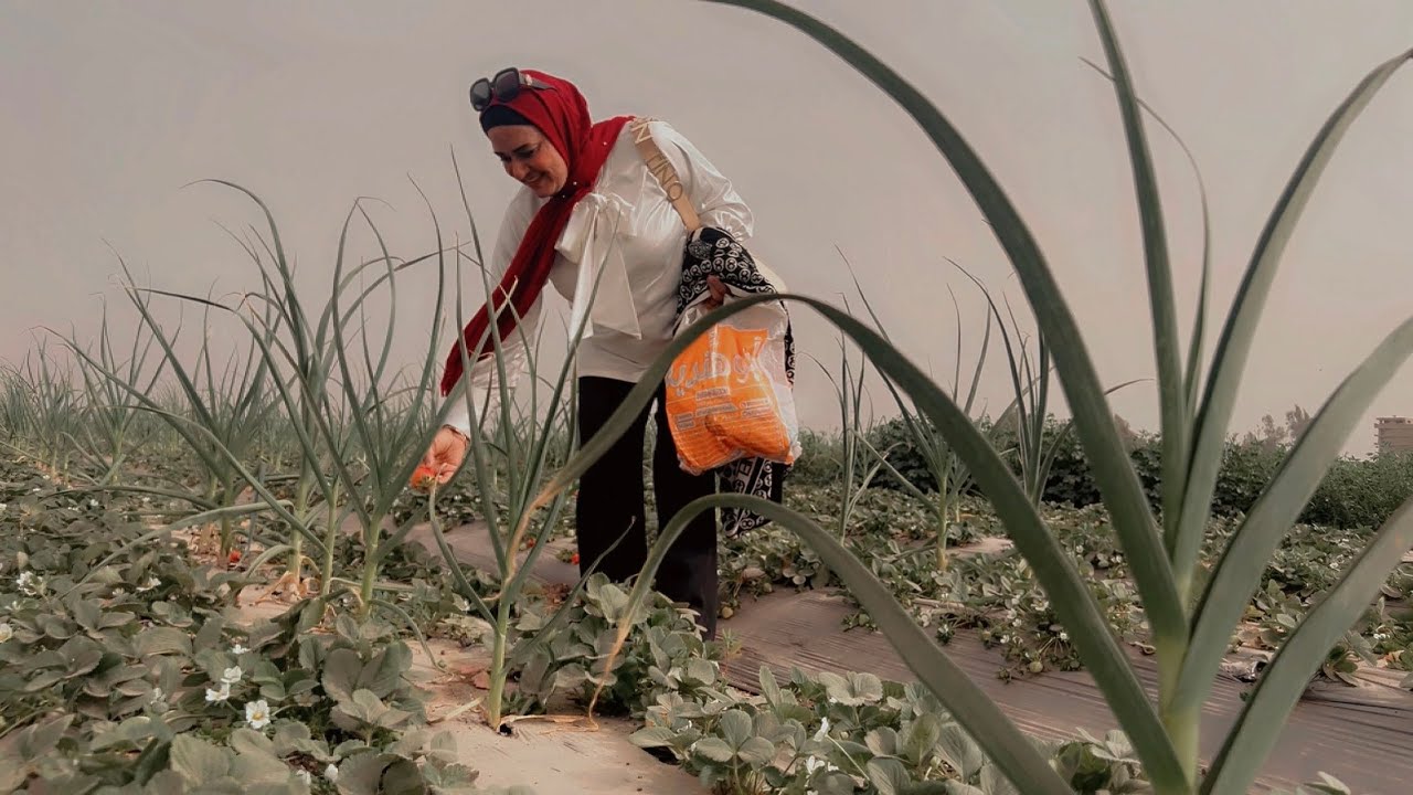 نزلت الغيط عشان احصد الفراولة (رحلة حصاد الفراولة) مع احلى ناس