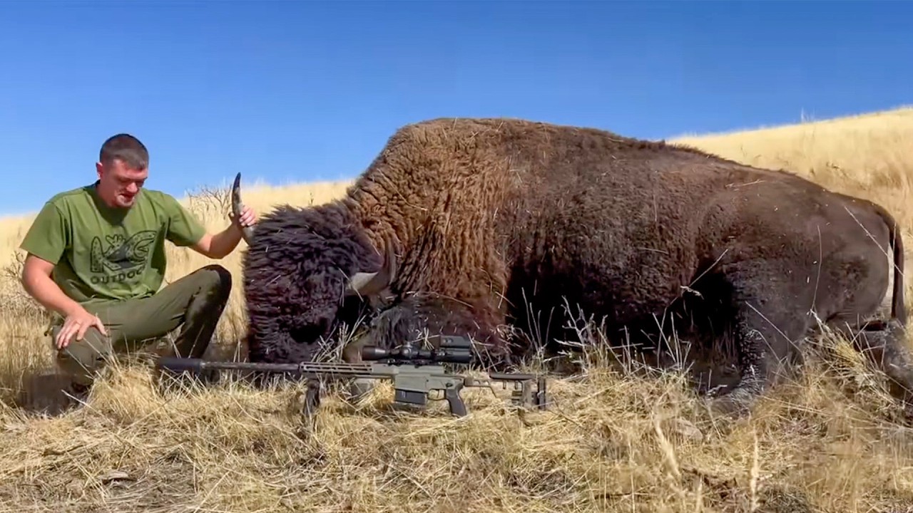 Villagers Hired A Hunter To Find Food,But He Returned With A Bison Weighing Over A Thousand Pounds!