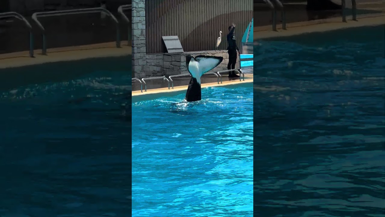 I love Orcas at  SeaWorld in Orlando Florida. 