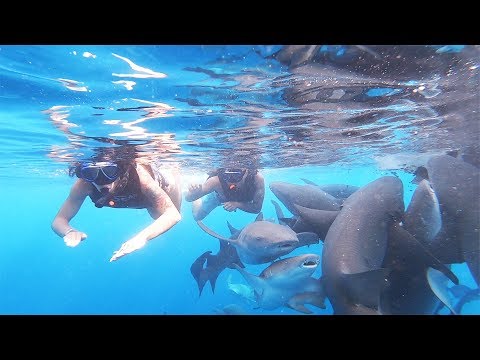 Видео: Эта подводная вилла на Мальдивах позволяет спать с акулами