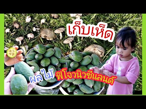 วีดีโอ: เฟยโจวเติบโตที่ไหน? feijoa เติบโตที่ไหนในรัสเซีย วิธีการปลูก feijoa ที่บ้าน
