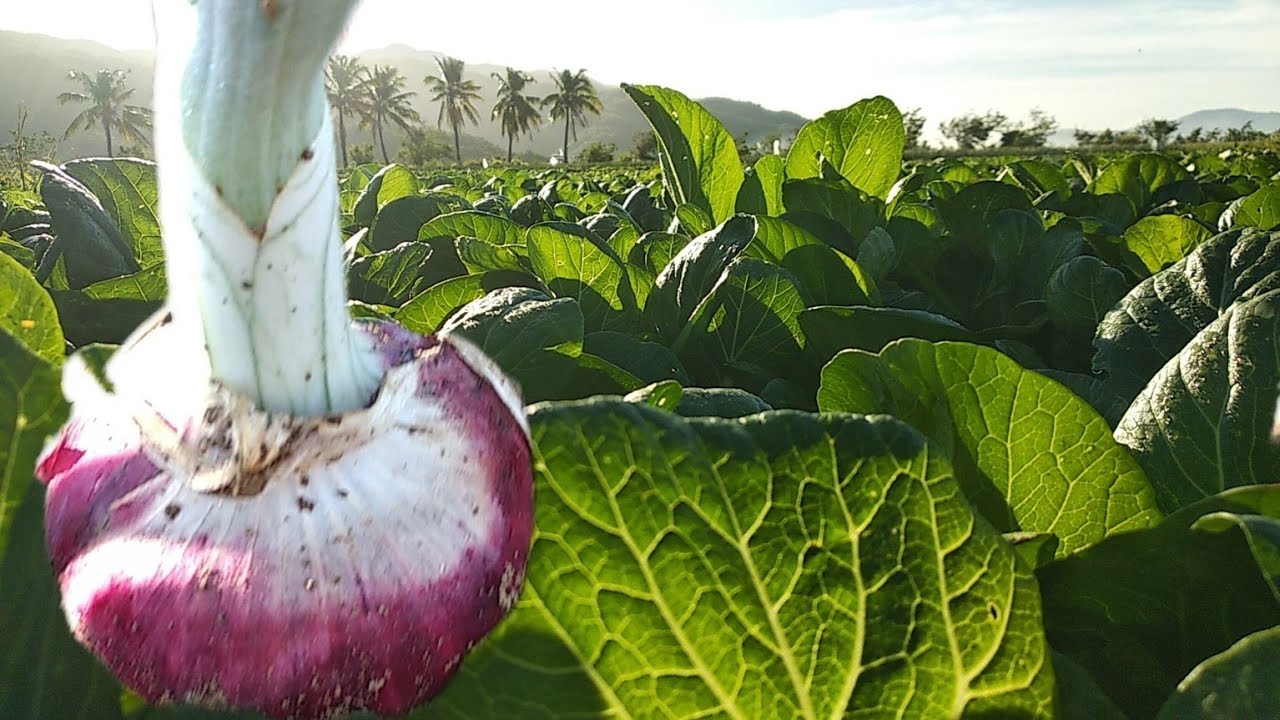 Onion red local & sabog tanim pechay 👉👌👌👌 - YouTube