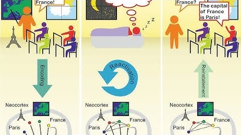 What Happens to Your Brain When You Sleep?. The Fascinating World of Memory consolidation #sleep