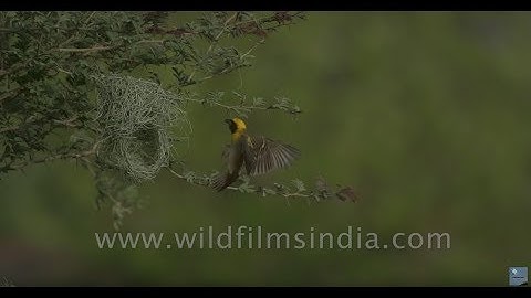 Baya Weaver birds fly to their nests with grass building materials, in Rajasthan