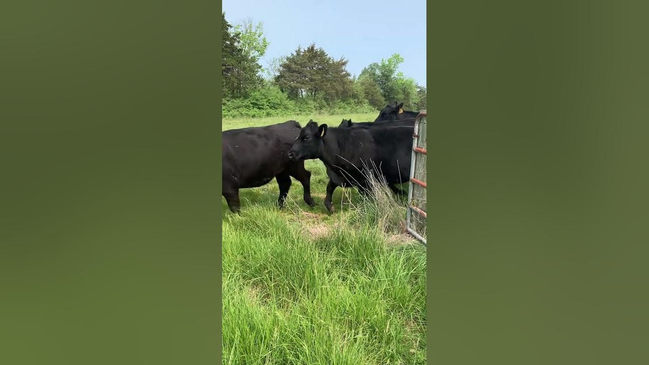 How long does it take to rotate cows YouTube