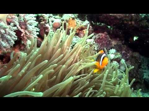 V globinah z Monstroso - Rdečemorski koralni grebeni 1.del