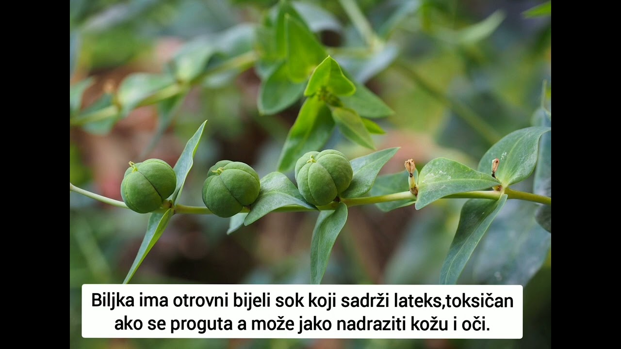 Unakrsnolisna mlječika(Euphorbia lathyris)- krtičarka, carevak, carevka, konopljica