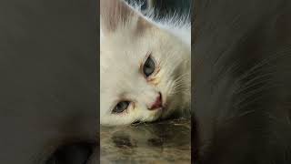 cat crying in mourning for the loss of her family، قطه تبكي لفراق عائلتها