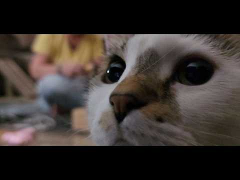 Cats and boxes and fun, oh my #cat #munchkincat #meow #smile