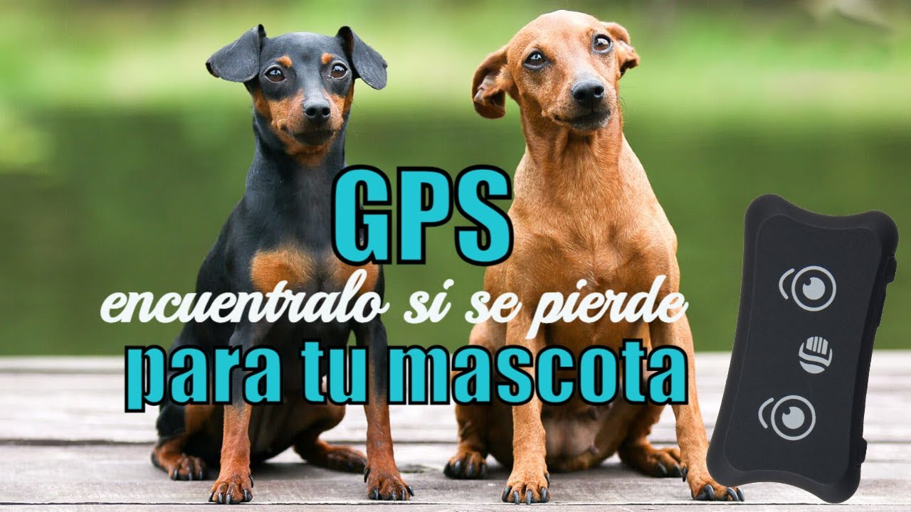 El Mejor rastreador de perros🐶 GPS 2021🐺- Seguimiento en tiempo real🌿 