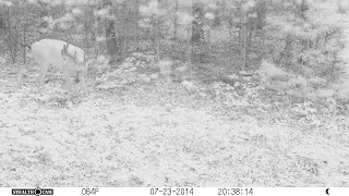 8-Point and 6-Point Whitetail Bucks on Trail Camera - Wisconsin Bowhunting 2014