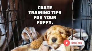 Tips and tricks on reducing separation anxiety in puppies. by Puppy Steps Puppy Training 374 views 1 year ago 1 minute, 1 second