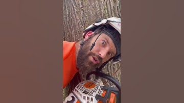 How to cut a tree down using a traditional notch!!