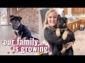 MEET OUR NEW FAMILY MEMBER | our new puppy &amp; household must haves