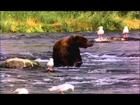 bugs bunny Bears Animals video