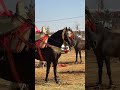 موسم صخور الرحامنة مراكش