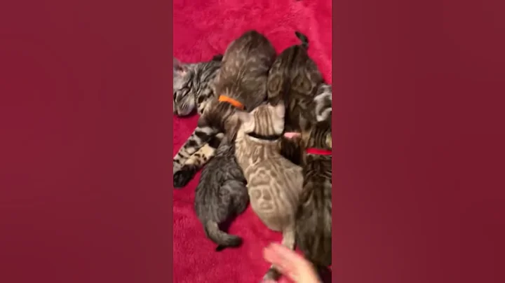 Watch the video about Bengals snow mink, silver et brown