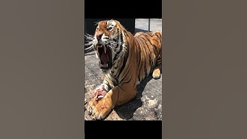 Thumbnail of How different big cats ROAR!  #animals #bigcat #tiger #leopard #lion #puma #funny #animalshorts