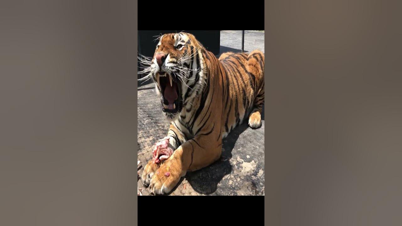 How different big cats ROAR!  #animals #bigcat #tiger #leopard #lion #puma #funny #animalshorts