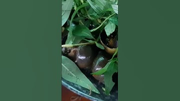 Ốc bươu nướng tiêu ... còn gì nữa đâu ... hẹ hẹ, cảm nhận và hãy tới #quanangiadinhsam