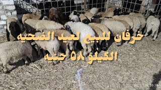 خرفان العيد للبيع تربيه بيتي بسم الله ماشاء الله