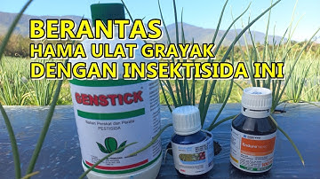 Berantas Hama Ulat Grayak Dengan Insektisida Ini | Pada Tanaman Bawang Merah