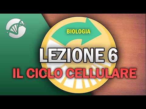 Video: Quali sono le 6 fasi della divisione cellulare?