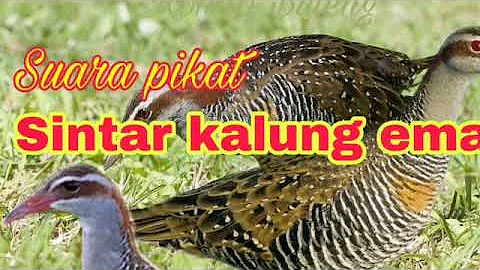 Suara pikat burung Sintar kalung emas joss jitu