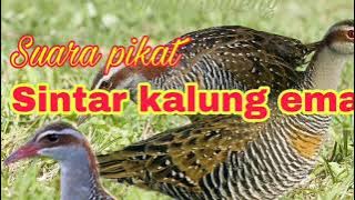 Suara pikat burung Sintar kalung emas joss jitu