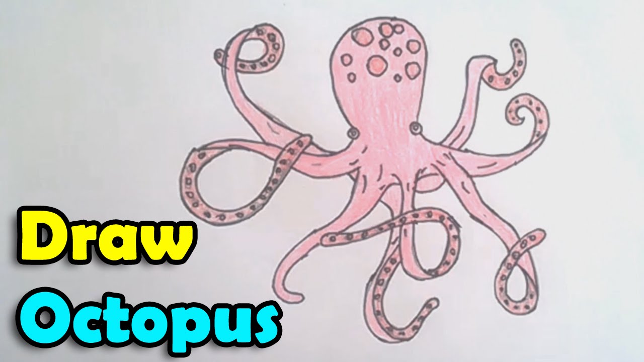 Featured image of post Realistic Octopus Drawing Step By Step