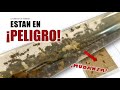 ¡ESTA COLONIA DE MUCHAS HORMIGAS ESTÁ EN PELIGRO! - NUEVO SUPERFORRAJEO - EL PLANETA DE LAS HORMIGAS