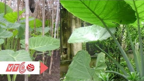 Phân biệt dọc mùng và khoai ráy để tránh ngộ độc | VTC