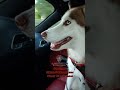 Sinatra my Siberian Husky LOVES the Hellcats! #dodge #hellcat #srt #hellcatredeye #siberianhusky