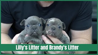 Brandy's Litter and Lilly's Litter Update