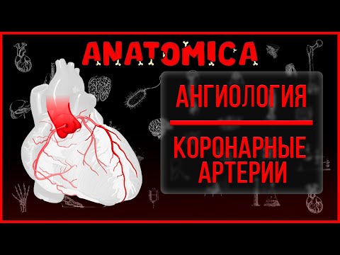 Артерии сердца анатомия / Кровоснабжение сердца / Коронарные артерии / Ангиология