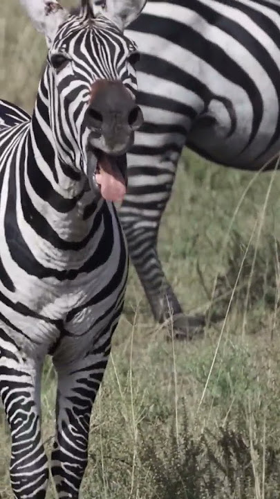 Como soa uma zebra/How does Zebra Sound🦓 #zebra #animal #wildlife #safari #africa #cuteanimals