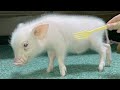 フォークでなでなでされたミニブタの反応がこちらwww【9日目】