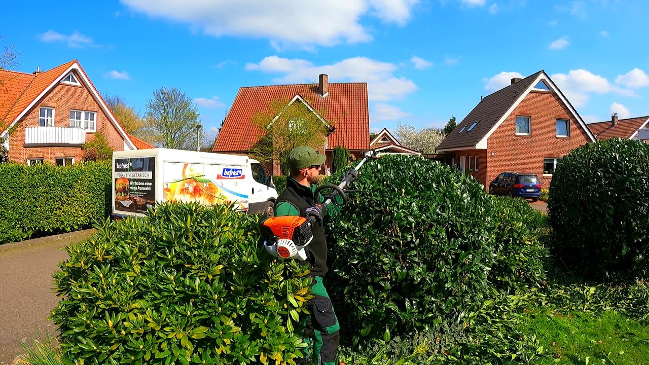 I'm TRYING to Prune the Laurel Shrubs and NOT CRUSH the Beautiful Daffodil FLOWERS