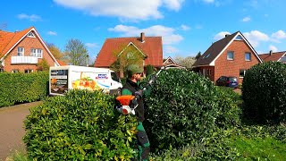 I'm TRYING to Prune the Laurel Shrubs and NOT CRUSH the Beautiful Daffodil FLOWERS