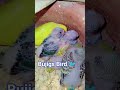 Bujigs Bird 🐦 baby. like suscribe 🐥. #birds #lovebirds #parrot #lifeisbutadream #love #birdlove