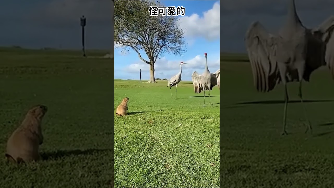 【動物配音】我有那麽胖嗎 #動物 #搞笑 #vtuber中文 | MYViki