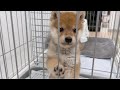 【悶絶必至】名前を呼んだらこっちにくる豆柴の赤ちゃんが可愛すぎる😭【ゆる動画】