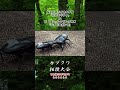 ホペイオオクワガタ ルナミリティ vs シェンクリングオオクワガタ ハイドロポンプ #昆虫バトル #クワガタ #虫バトル