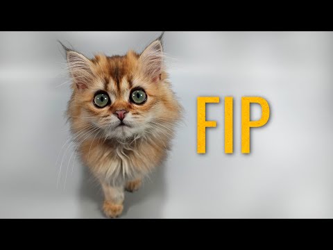 Video: Savannah Cat Luna puikus vaistas nuo mirtinų FIP su EVO984