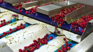 Cherry Packing Line Process