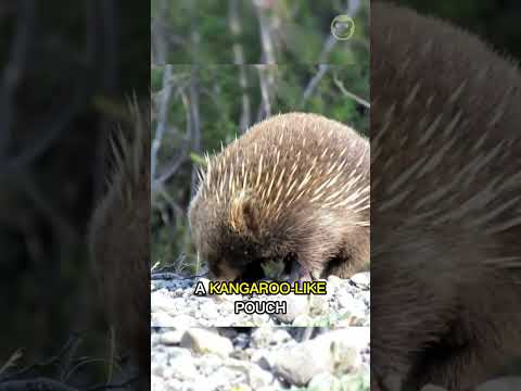 Video: Lê echidnas eiers?