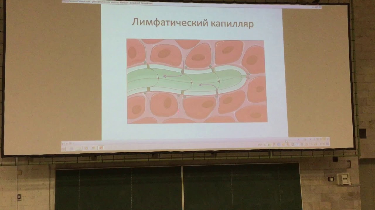 Презентации анатомия рниму