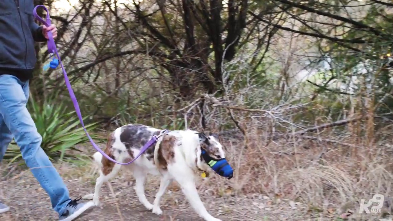 K9 Mask N95 Air Pollution Filter Mask for Dogs